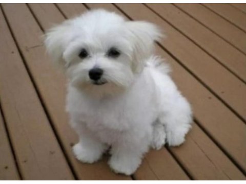 Teacup maltese terrier yavruları