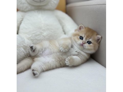Neslinin en iyisi golden ny12 british shorthair yavrular