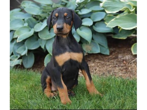 Doberman bebekler kapınıza kadar teslim ediyoruz