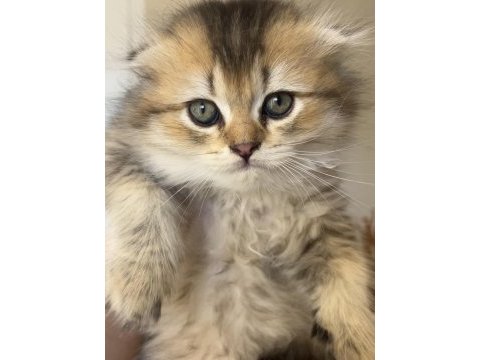 British longhair uzun tüylü yavrum