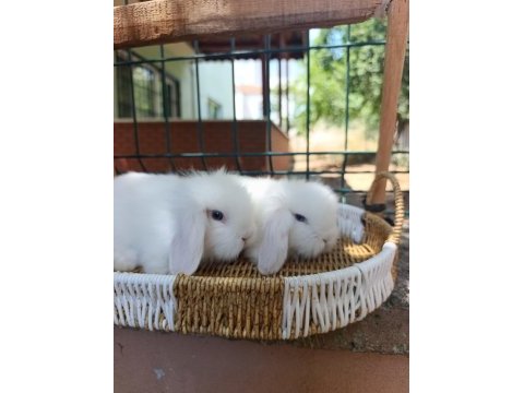 Hollanda teddy lop tavşanlar sütten kesilenler
