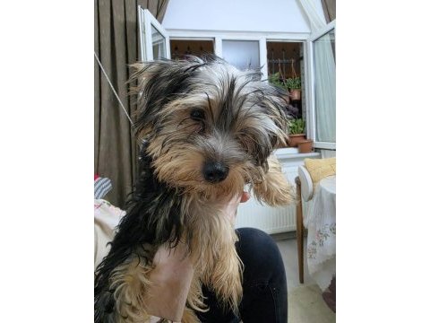 3 aylık safkan yorkshire terrier bebekler