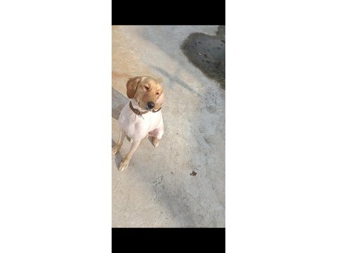 Golden retriever 10 aylık kızım