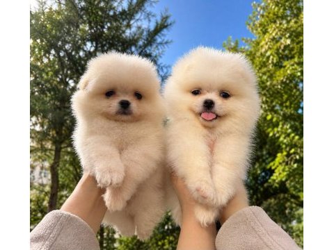 Pomeranian teddy face 