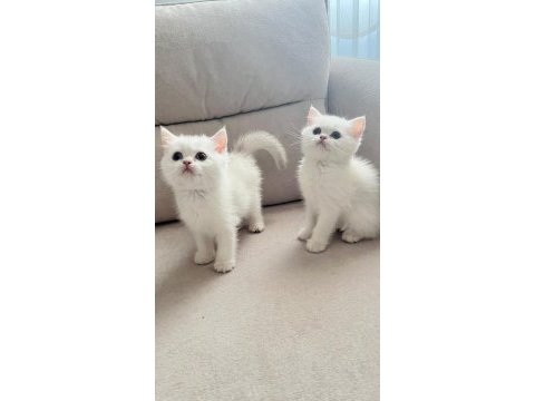 Maviş british shorthair kız