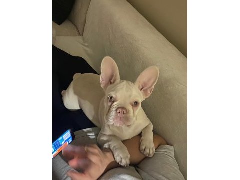 İsabella tan platinium erkek egzotic french bulldog