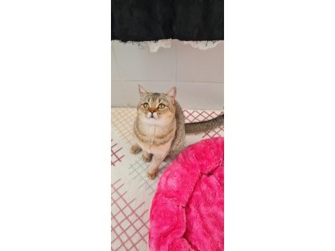 Golden british shorthair kedisi
