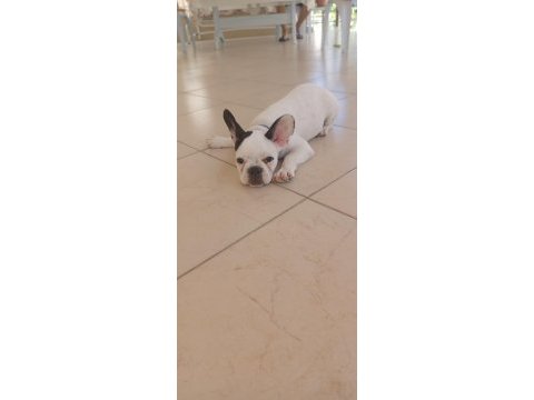 7 aylık french bulldog