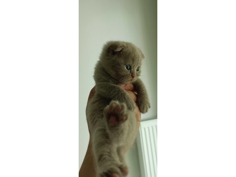 Hepsi birbirinden güzel scottish fold yavrular