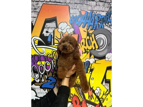 Tüm aşıları yapılı kısır dişi 2,5 yaşında poodle