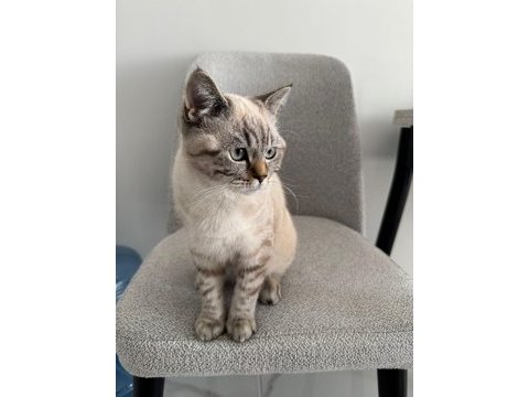 British shorthair ns24 silver tabby