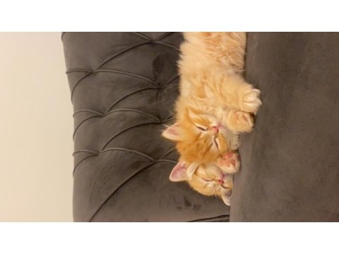 British shorthair yavrularımız