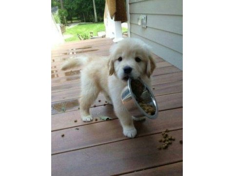 Kaliteli oyuncu golden retriever yavrular