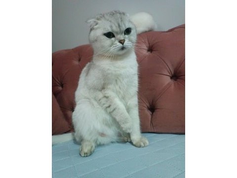 Acil yuva scottish fold kızımıza