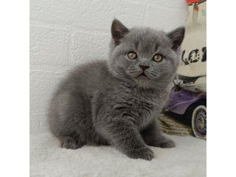 Safkan british shorthair gri yavrular