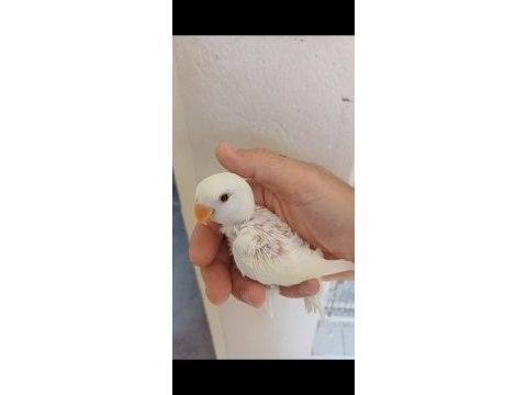 Yavru sevda papağanı