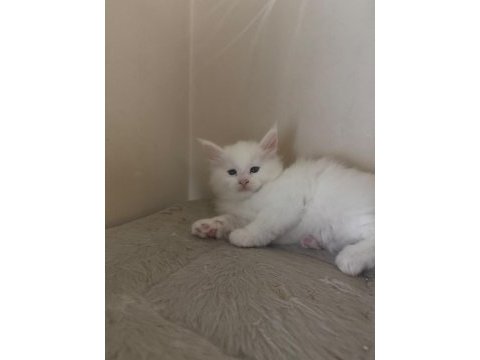 Safkan mavi gözlü maine coon xxl şecereli