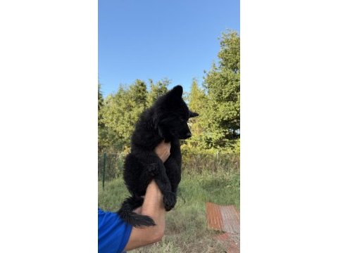 Scr li solid black özel alman kurdu
