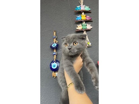 Gri ve silver scottish fold bebekler