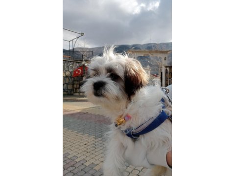 Acil köpeğimiz