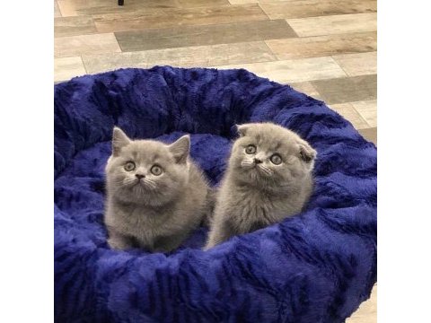 British shorthair & scottısh fold yavrularım 