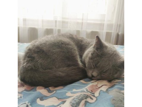 Tatlı british shorthair kızımıza yuva arıyoruz