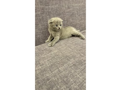 British shorthair blue point
