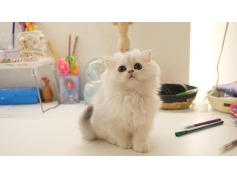 British longhair silver top kafa yavrumuz