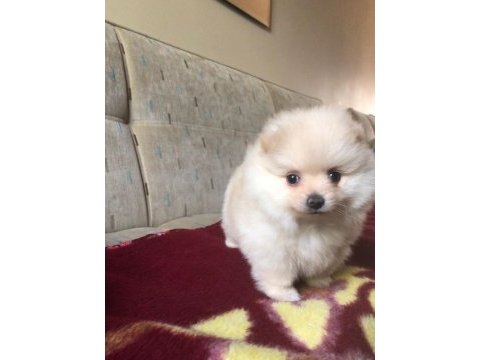 Orjinal kendi dişi yavrumuz pomeranian