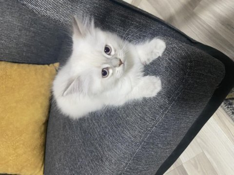 Bir erkek ve bir dişi mevcut kedimiz