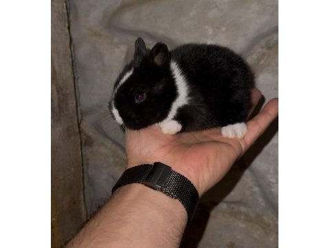 Safkan cüce tavşanlar (netherland dwarf)