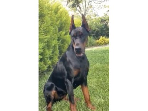 Dünyaca ünlü doberman torunu