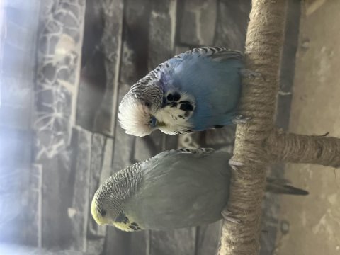 Hazır kurulu jumbo takım muhabbet kuşu