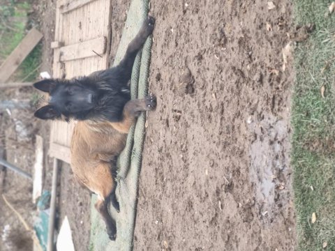 İyinin iyisini arayanlara malinois