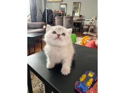 A kalite son 2 yavru british shorthair
