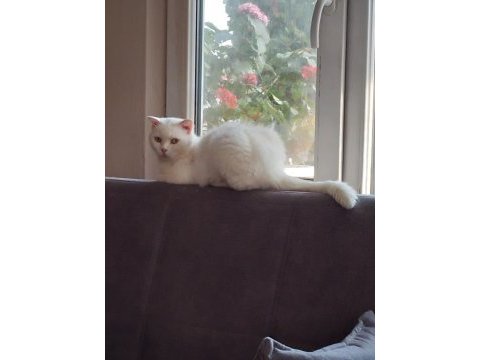 British shorthair kızımız yeni yuvasını arıyor