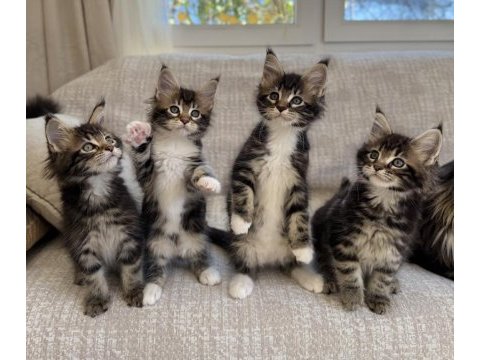 Safkan maine coon yavrular 2 aylık devler