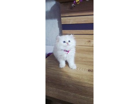 British shorthair süper kalite