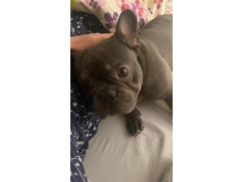 1 yaşında blue egzotik french bulldog