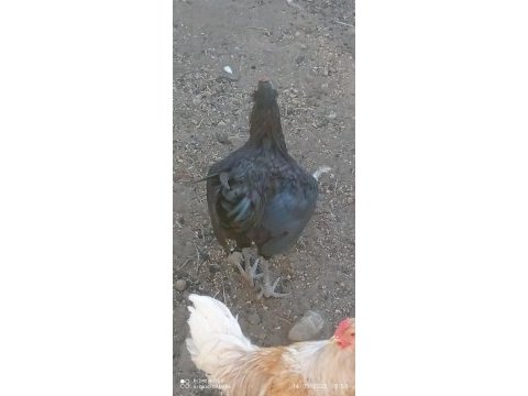 Satılık horoz