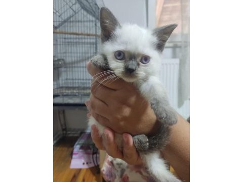 50 günlük british shorthair bebisler