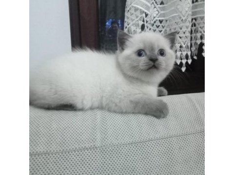 1.5 aylık dişi british shorthair yavrumuz