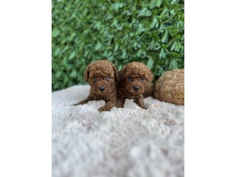 Toy poodle bebekler orijinal ırk garantili