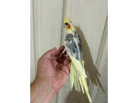 59 günlük renk güzeli kusursuz sultan papağanı bebek
