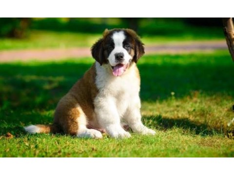 St bernard yavrular
