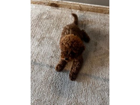 Safkan toy poodle yavrumuz 2.5 aylık