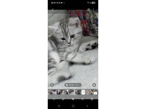 Kediler ücretsizdir ama aşı takibi şartıyla yalnız ankara