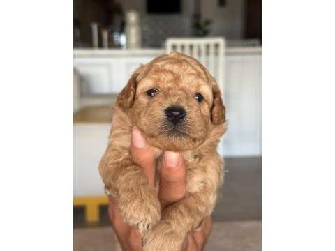 Maltipoo yavrular