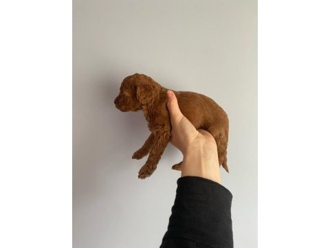 Red brown toy poodle