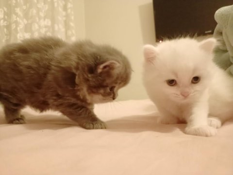 Minik british longhair pamuklar